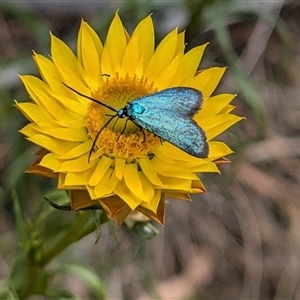 Pollanisus (genus) at Hackett, ACT - 13 Nov 2024