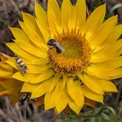 Glyphipterix meteora at Hackett, ACT - 13 Nov 2024