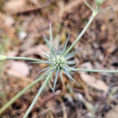 Eryngium ovinum (Blue Devil) at Whitlam, ACT - 12 Nov 2024 by sangio7