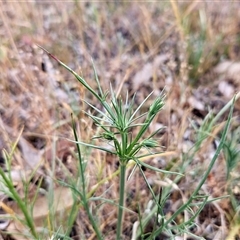 Eryngium ovinum at Whitlam, ACT - 12 Nov 2024