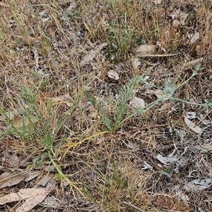 Eryngium ovinum at Whitlam, ACT - 12 Nov 2024