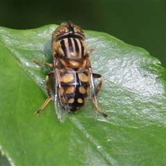 Eristalinus punctulatus (Golden Native Drone Fly) at Higgins, ACT - 13 Nov 2024 by Jennybach