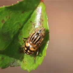 Eristalinus punctulatus at Higgins, ACT - 13 Nov 2024