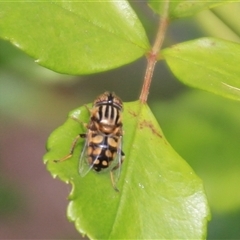 Eristalinus punctulatus at Higgins, ACT - 13 Nov 2024 09:07 AM