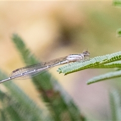 Austrolestes sp. (genus) (Ringtail damselfy) at Hawker, ACT - 11 Nov 2024 by AlisonMilton