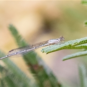 Austrolestes sp. (genus) at Hawker, ACT - 12 Nov 2024 09:09 AM