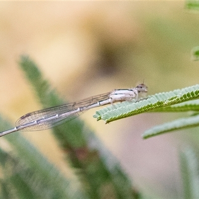 Austrolestes sp. (genus) (Ringtail damselfy) at Hawker, ACT - 12 Nov 2024 by AlisonMilton
