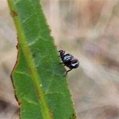 Trigonospila sp. (genus) at Whitlam, ACT - 12 Nov 2024 by sangio7