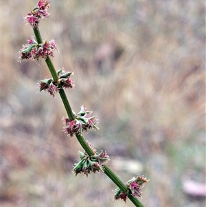 Rumex brownii at Whitlam, ACT - 12 Nov 2024 11:22 AM