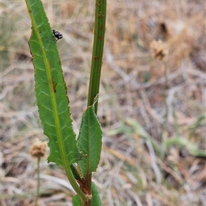 Rumex brownii at Whitlam, ACT - 12 Nov 2024