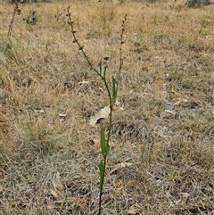 Rumex brownii at Whitlam, ACT - 12 Nov 2024