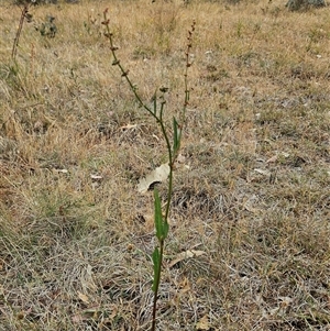 Rumex brownii at Whitlam, ACT - 12 Nov 2024 11:22 AM