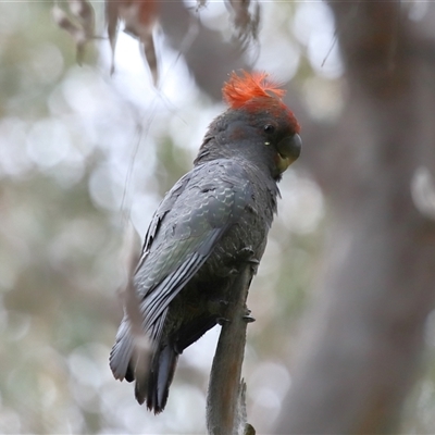 Callocephalon fimbriatum (Gang-gang Cockatoo) at Acton, ACT - 13 Nov 2024 by TimL