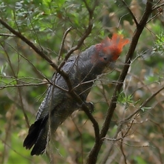 Callocephalon fimbriatum at Acton, ACT - 13 Nov 2024