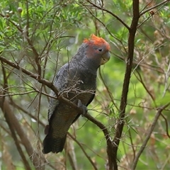 Callocephalon fimbriatum at Acton, ACT - 13 Nov 2024