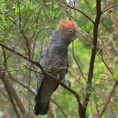 Callocephalon fimbriatum at Acton, ACT - 13 Nov 2024