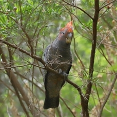 Callocephalon fimbriatum at Acton, ACT - 13 Nov 2024