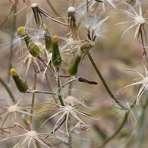 Senecio quadridentatus at Whitlam, ACT - 12 Nov 2024