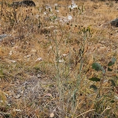 Senecio quadridentatus at Whitlam, ACT - 12 Nov 2024