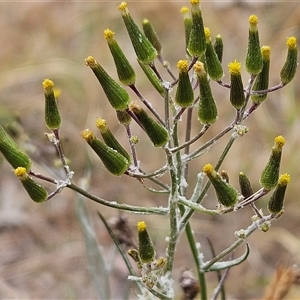 Senecio quadridentatus at Whitlam, ACT - 12 Nov 2024