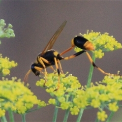 Sceliphron laetum (Common mud dauber wasp) at Higgins, ACT - 20 Jan 2019 by Jennybach