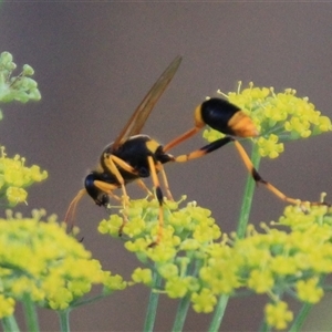 Sceliphron laetum (Common mud dauber wasp) at Higgins, ACT by Jennybach