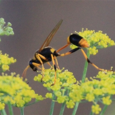 Unidentified Wasp (Hymenoptera, Apocrita) at Higgins, ACT - 20 Jan 2019 by Jennybach