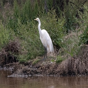 Ardea alba at Dunlop, ACT - 12 Nov 2024 11:37 AM