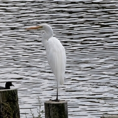 Ardea alba at Dunlop, ACT - 12 Nov 2024 11:37 AM