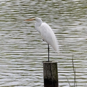 Ardea alba at Dunlop, ACT - 12 Nov 2024 11:37 AM