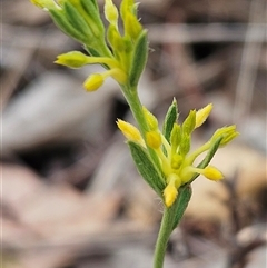 Pimelea curviflora var. sericea (Curved Riceflower) at Whitlam, ACT - 12 Nov 2024 by sangio7