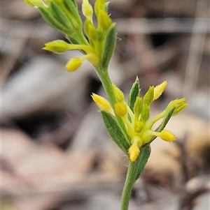 Pimelea curviflora var. sericea at Whitlam, ACT - 12 Nov 2024 11:47 AM