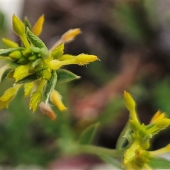 Pimelea curviflora var. sericea at Whitlam, ACT - 12 Nov 2024 11:47 AM