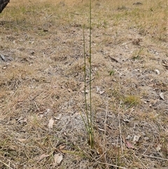 Pimelea curviflora var. sericea at Whitlam, ACT - 12 Nov 2024