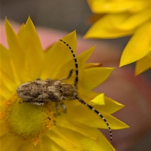 Rhytiphora paulla at Duffy, ACT - 13 Nov 2024