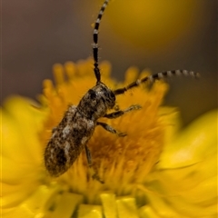 Rhytiphora paulla at Duffy, ACT - 13 Nov 2024