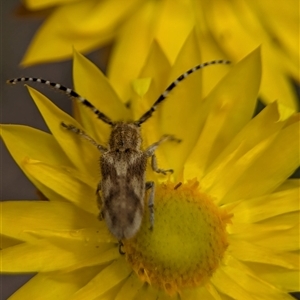 Rhytiphora paulla at Duffy, ACT - 13 Nov 2024