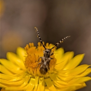 Rhytiphora paulla at Duffy, ACT - 13 Nov 2024