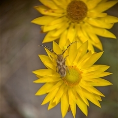 Rhytiphora paulla at Duffy, ACT - 13 Nov 2024