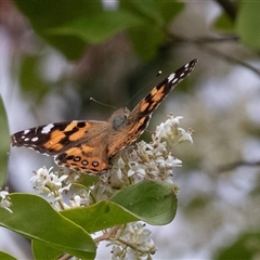 Vanessa kershawi (Australian Painted Lady) at Hawker, ACT - 13 Nov 2024 by AlisonMilton