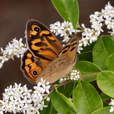 Heteronympha merope (Common Brown Butterfly) at Hawker, ACT - 12 Nov 2024 by AlisonMilton