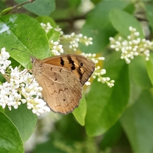 Heteronympha merope at Hawker, ACT - 13 Nov 2024