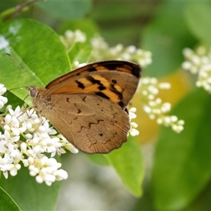 Heteronympha merope at Hawker, ACT - 13 Nov 2024