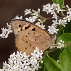 Heteronympha merope at Hawker, ACT - 13 Nov 2024