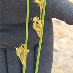 Juncus (genus) (A Rush) at Whitlam, ACT - 12 Nov 2024 by sangio7