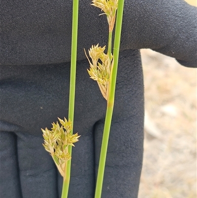 Juncus (genus) (A Rush) at Whitlam, ACT - 12 Nov 2024 by sangio7