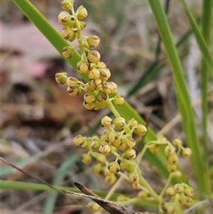 Lomandra filiformis subsp. coriacea at Whitlam, ACT - 12 Nov 2024