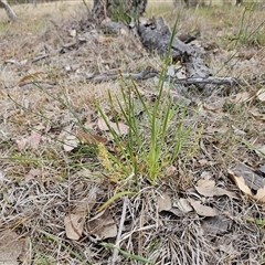 Lomandra filiformis subsp. coriacea at Whitlam, ACT - 12 Nov 2024