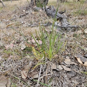 Lomandra filiformis subsp. coriacea at Whitlam, ACT - 12 Nov 2024