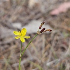 Tricoryne elatior (Yellow Rush Lily) at Whitlam, ACT - 12 Nov 2024 by sangio7